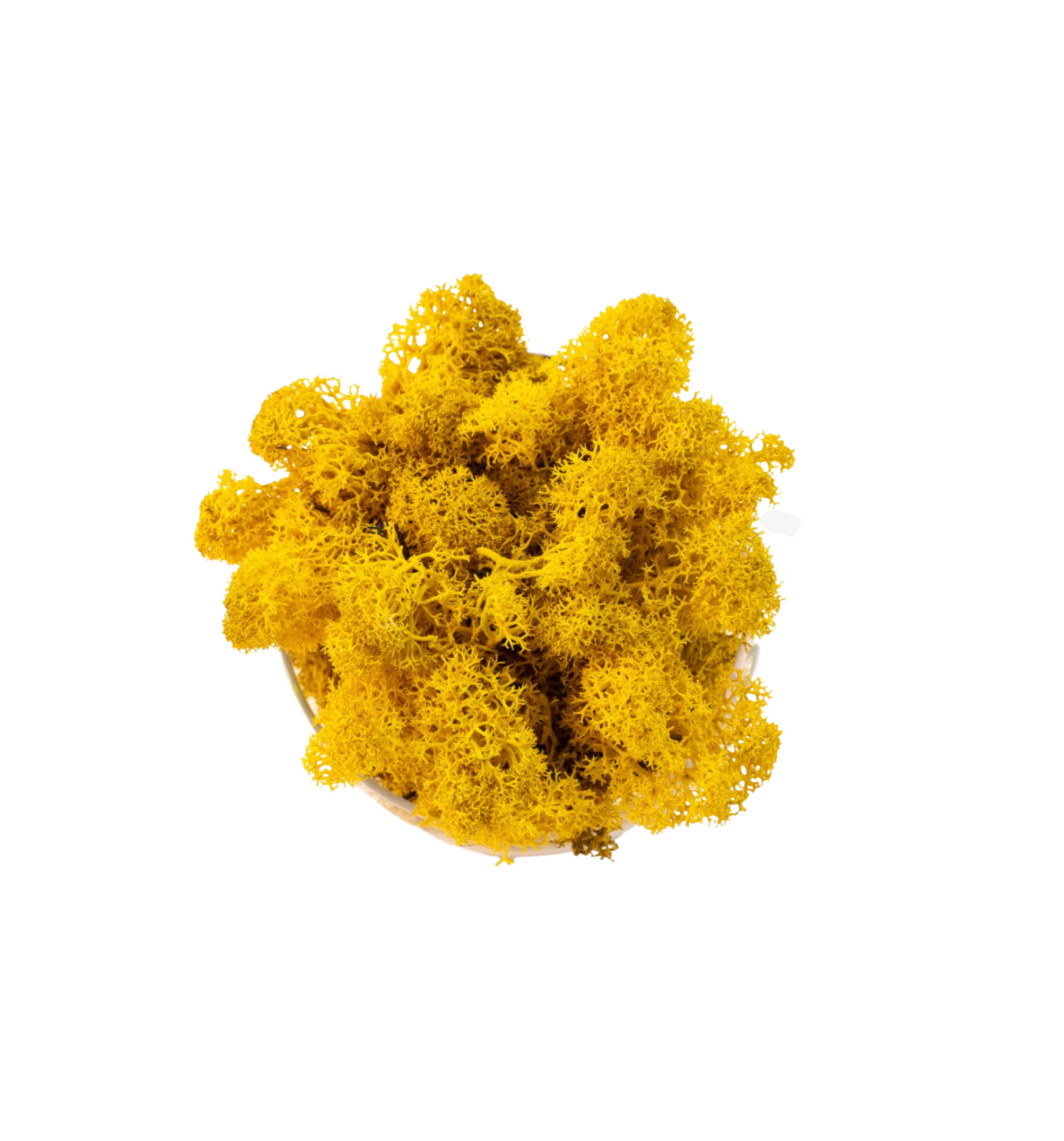 Prénom en lichen stabilisé