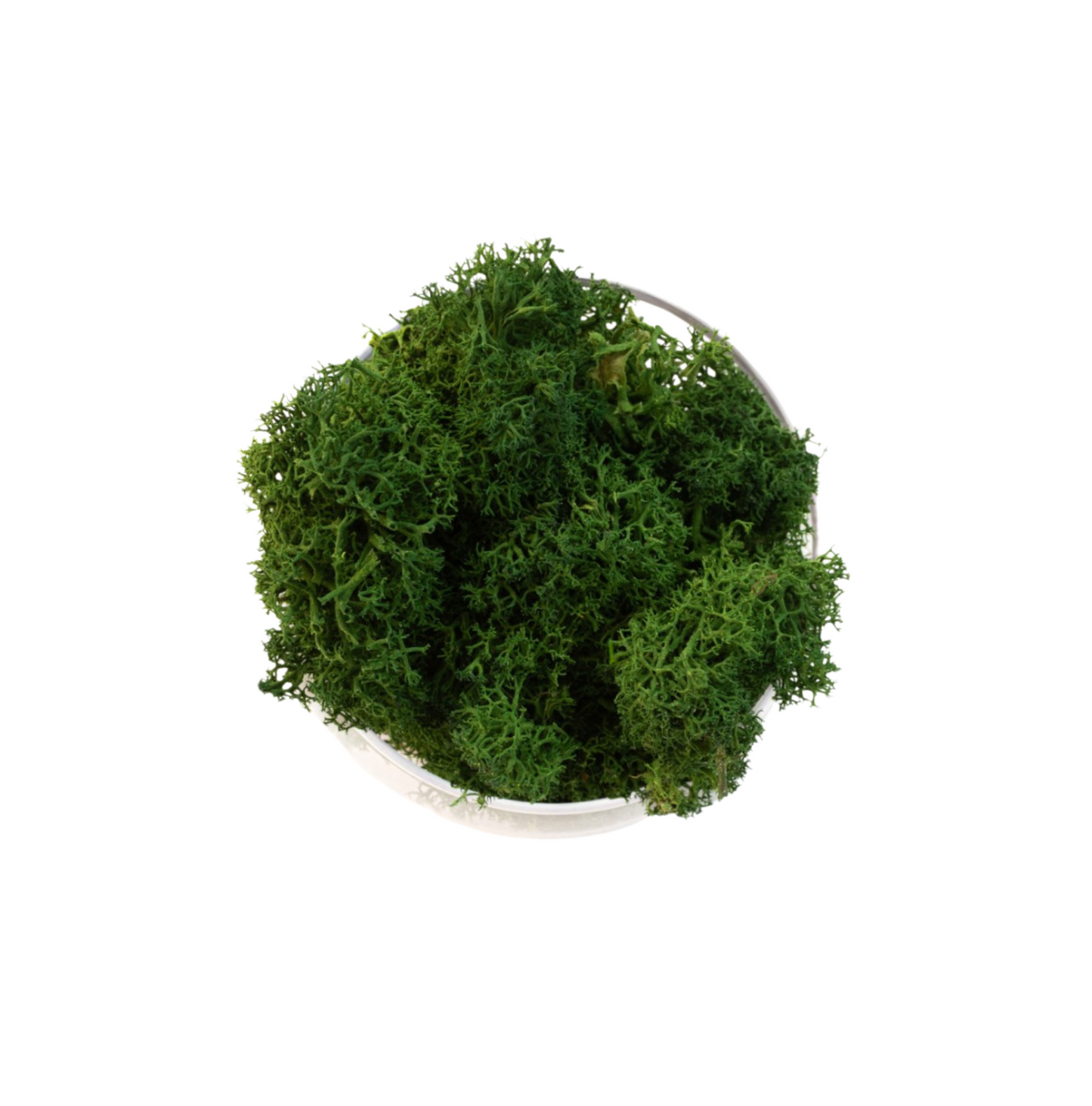 Prénom en lichen stabilisé